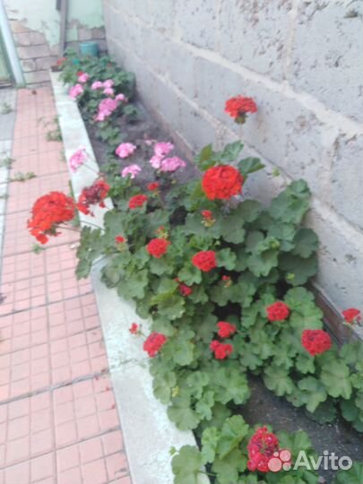 Комнатные цветы цветущие