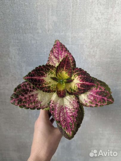 Колеус аватар