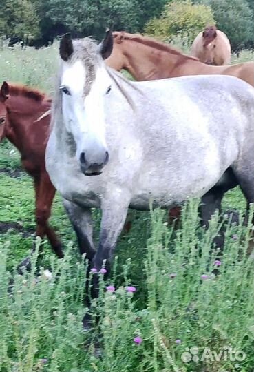 Лошадь живым весом