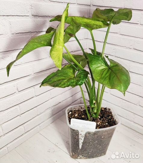 Сингониум Аом Наг и Конфетти Триколор