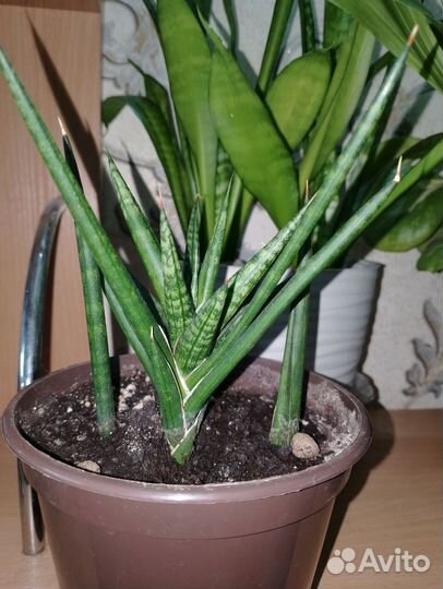 Сансевиера Масониана вариегатная и Францизи
