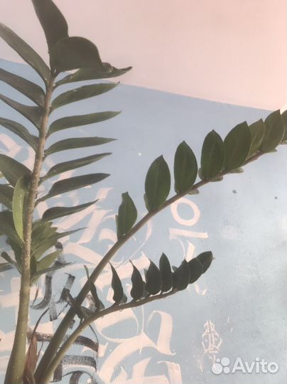 Цветы Спатифиллум, драцена, замиокулькас