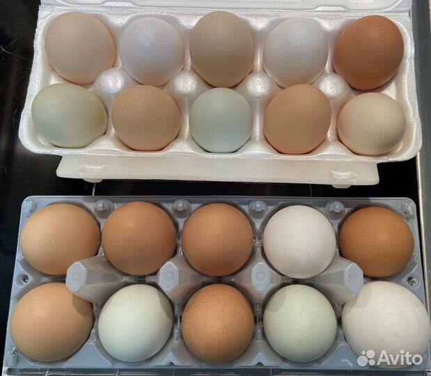Домашние куриные яйца