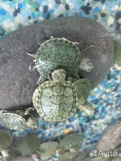 Продам черепашек красноухие