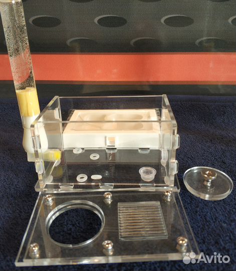 Настоящие Муравьные Фермы, Муравьи, Доставка