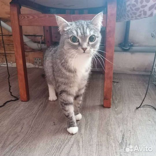 Елизавета