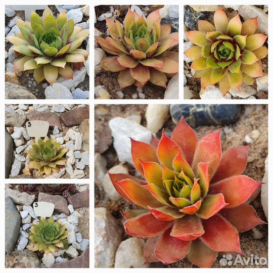 Молодило,каменная роза садовая