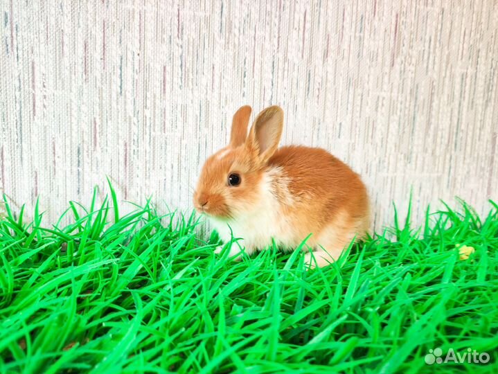 Карликовый кролик - голубые глаза