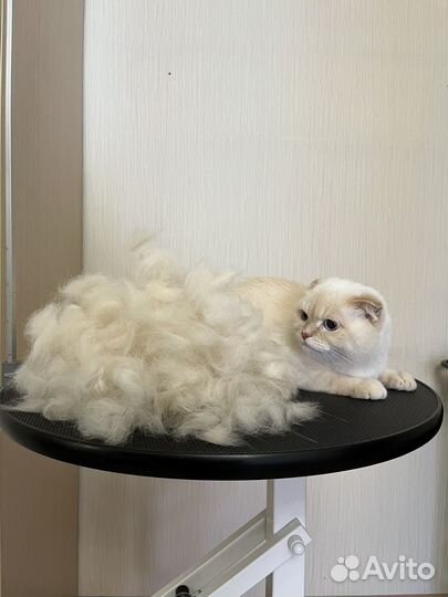 Груминг, стрижка собак, когти, уз-чистка зубов