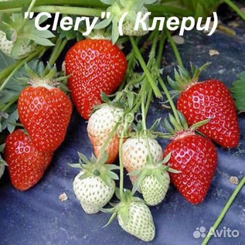 Продам рассаду зкс сортовой клубники