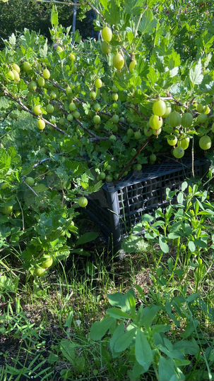 Дача 35 м² на участке 14 сот.