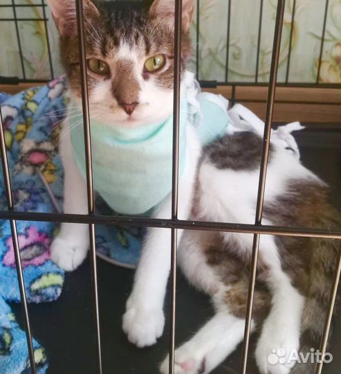 Милая кошечка подросток ждет вас