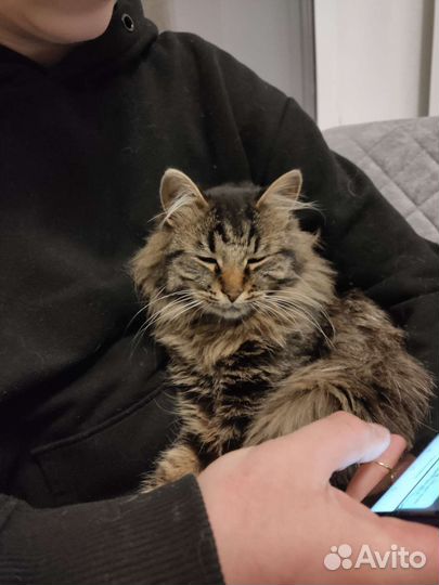 Ласковый кот в добрые руки