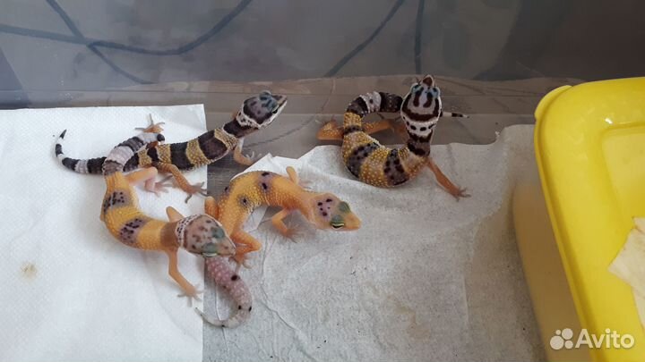 Эублефары малыши 2024