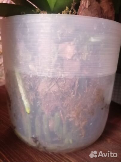 Орхидея фаленопсис