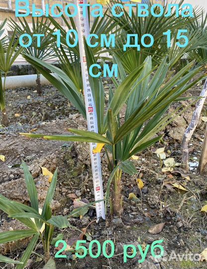 Пальмы, саженцы, семена Трахикарпус Форчуна