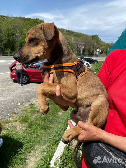 Собака в добрые руки отдам бесплатно