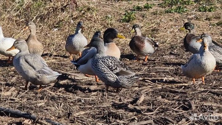 Цветная кряква