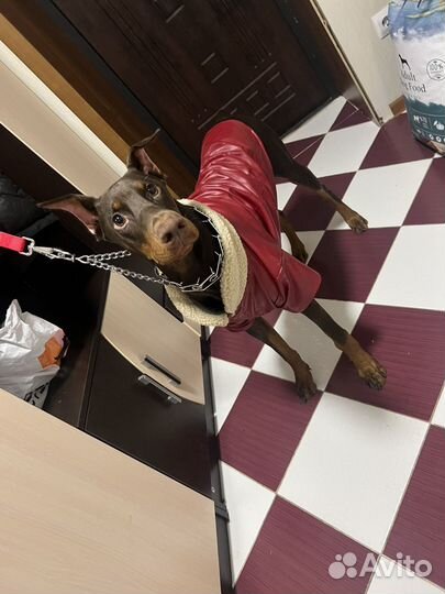 Доберман вязка