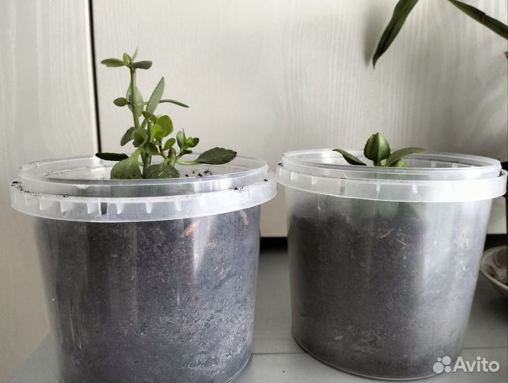 Растения бесплатно