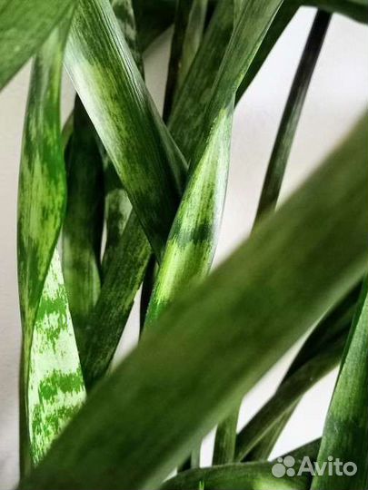 Сансевиерия высокая, черенки и растения в горшках