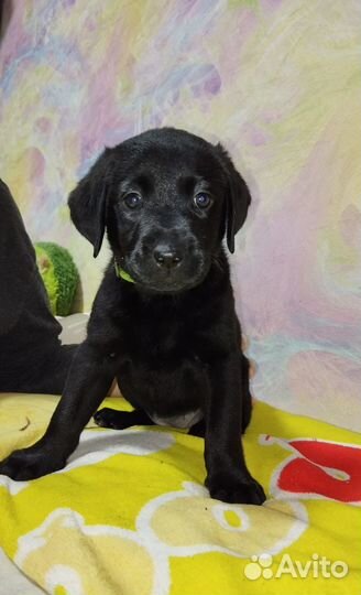 Щенки лабрадора