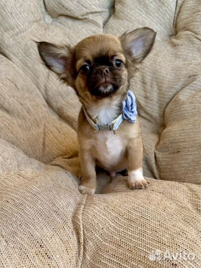 Неповторимый Элвин