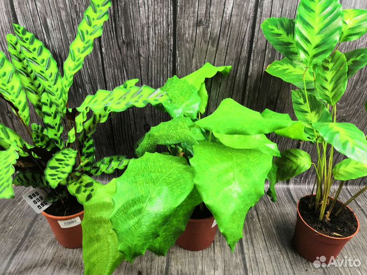 Калатея оптом и в розницу