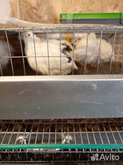 Инкубационное яйцо перепелов техасцев