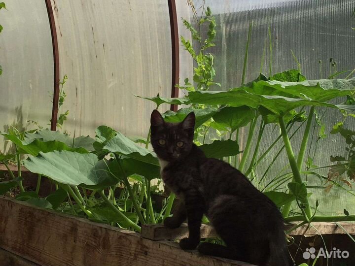 Котята в добрые руки бесплатно