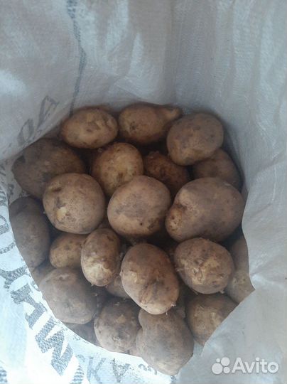 Продам картофель
