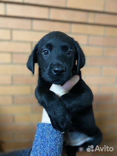 Щенки лабрадора черные