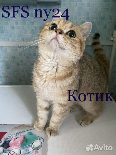 Шотландский котик