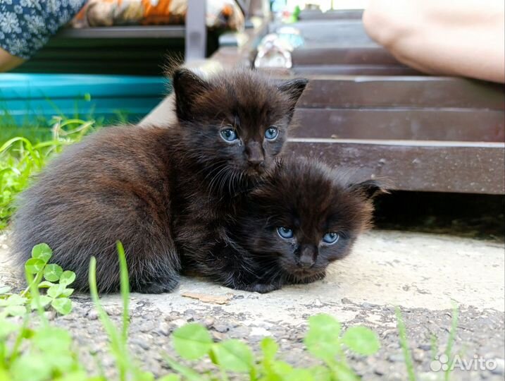 Котята в добрые руки, бесплатно