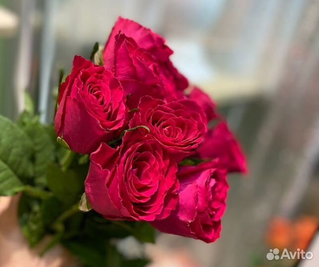 Цветы,101 роза, 51 роза, хризантема, Доставка