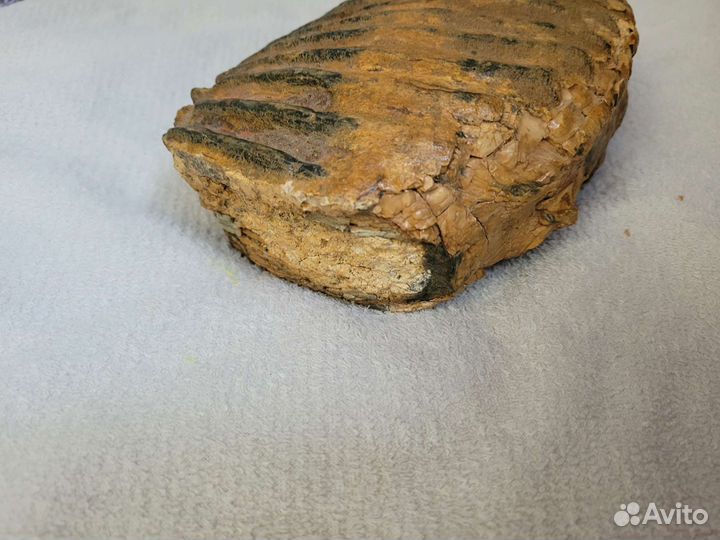 Зуб мамонта