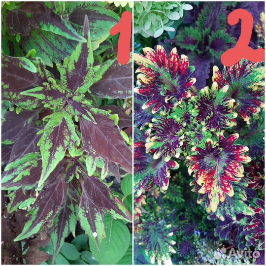 Колеусы вегетативные