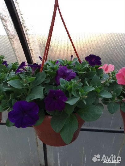 Рассада цветов