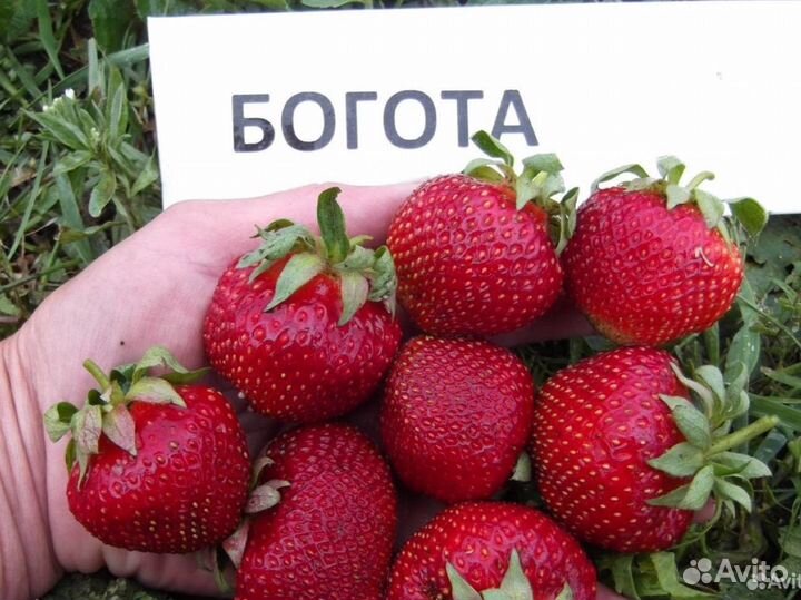 Саженцы клубники Богота