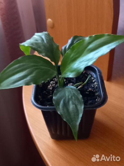 Комнатные растения: спатифиллум, крассула