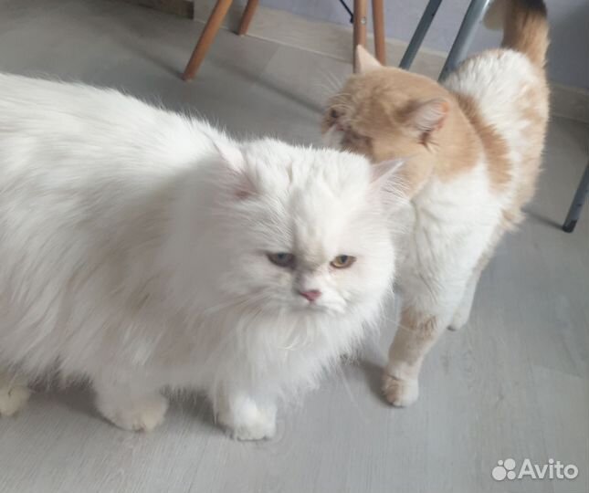 Персидская