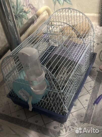 Сирийский хомяк с клеткой