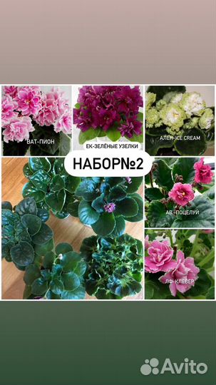 Фиалка сортовая.,наборы