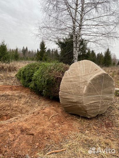 Ель сосна саженцы береза оптом зкс