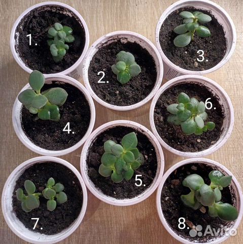 Толстянка. Денежное дерево. Живое дерево