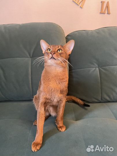 Абиссинский кот