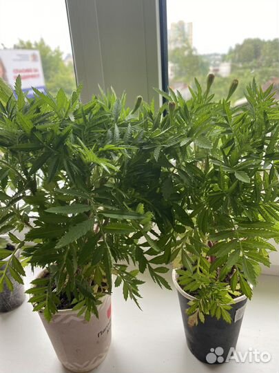 Рассада бархатцы