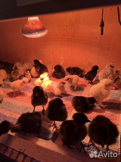 Цыплята суточные и месячные