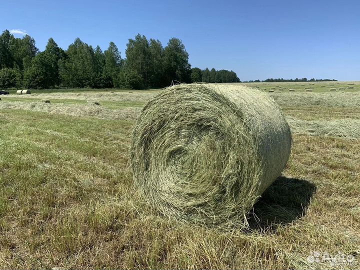 Сено в рулонах
