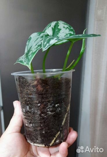 Аглаонема и др.Обновлен 28.06